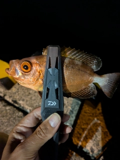 キントキダイの釣果
