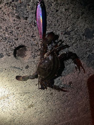 ワタリガニの釣果