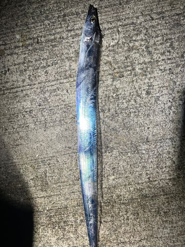 タチウオの釣果