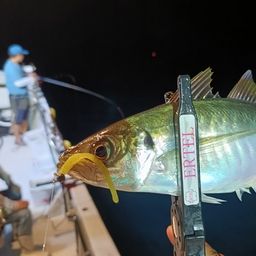 アジ