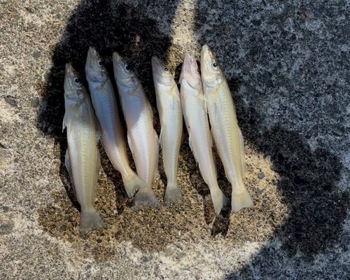 キスの釣果