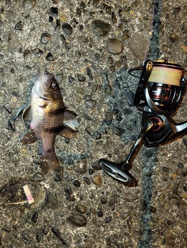 ヨコスジイシモチの釣果
