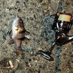 ヨコスジイシモチ