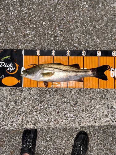 シーバスの釣果