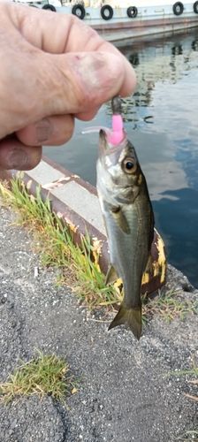 フッコ（マルスズキ）の釣果