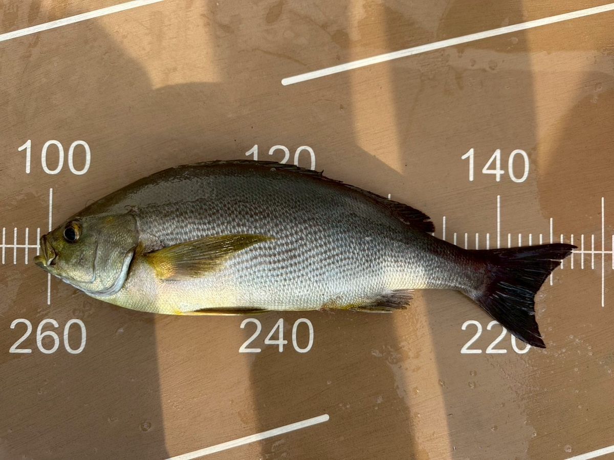 鈴木フグくんさんの釣果 1枚目の画像