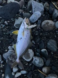 ショゴの釣果