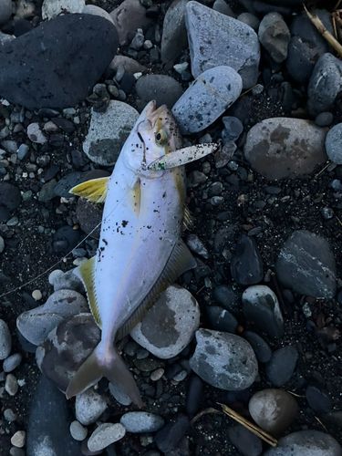 ショゴの釣果