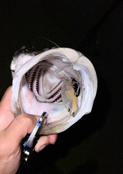 スズキの釣果