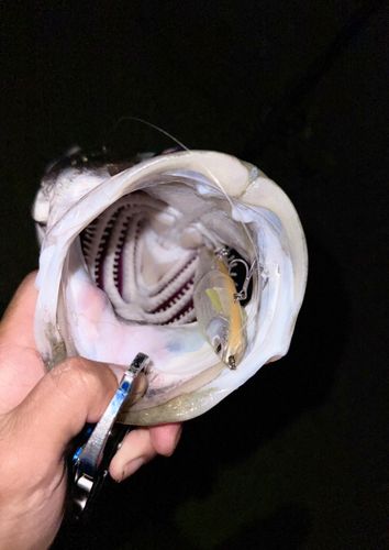 スズキの釣果