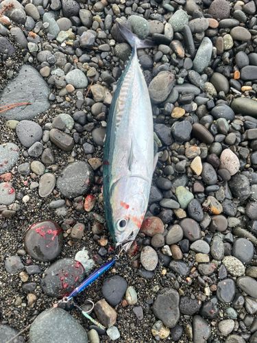 マルソウダの釣果