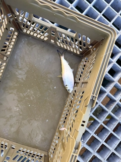 サッパの釣果