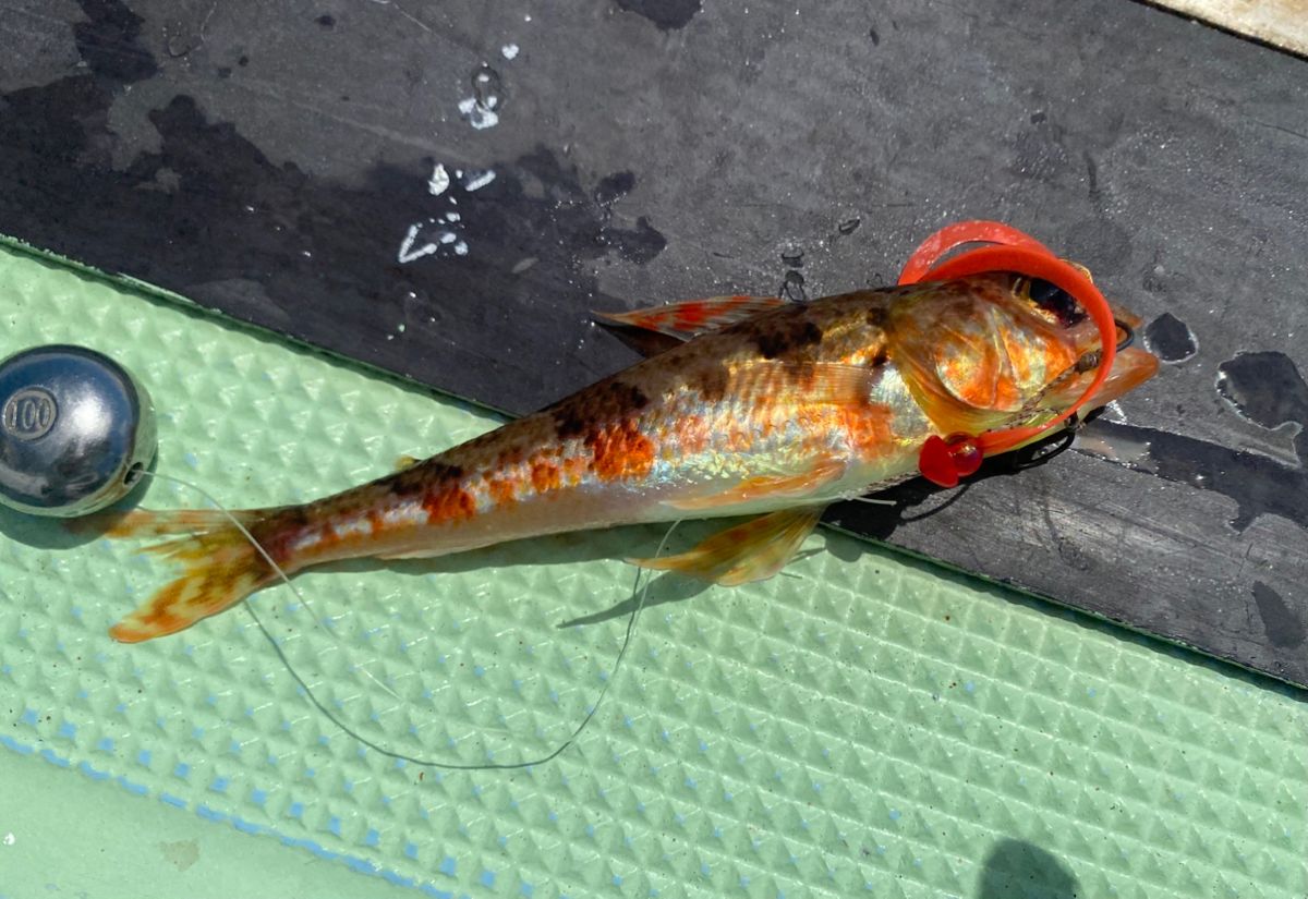 ちぬだんごさんの釣果 1枚目の画像