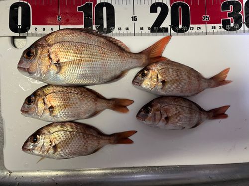 チダイの釣果