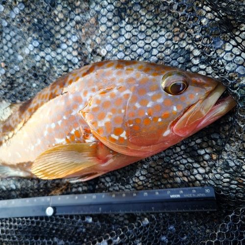 キジハタの釣果