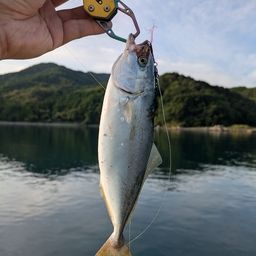 ワカシ