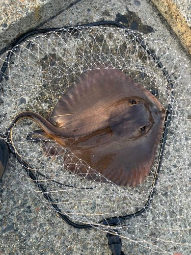 アカエイの釣果