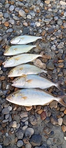 ショゴの釣果