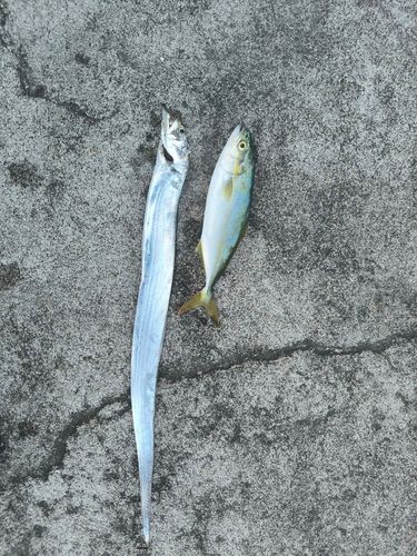 タチウオの釣果