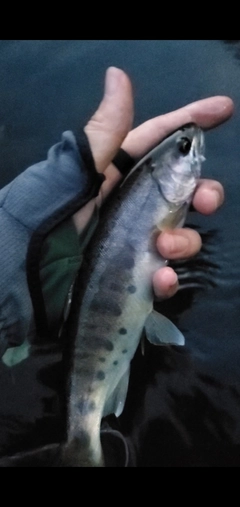 ヤマメの釣果