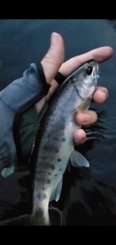 ヤマメの釣果