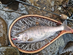 ヤマメの釣果