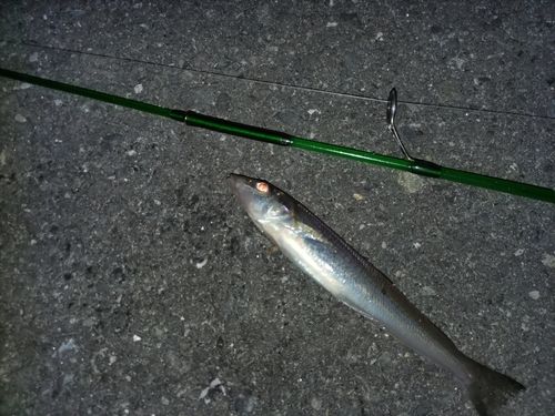 シロギスの釣果