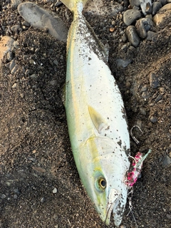 ワカシの釣果