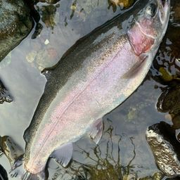 レインボートラウト