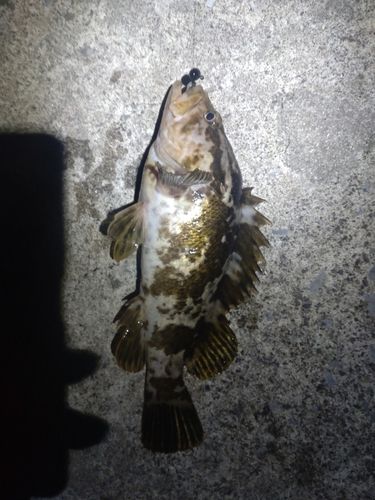 釣果