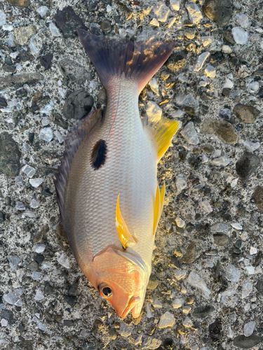 クロホシフエダイの釣果