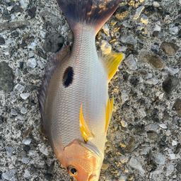 クロホシフエダイ