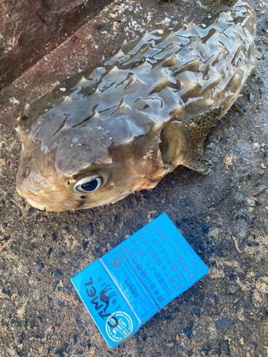 イシガキフグの釣果
