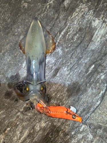 チイチイイカの釣果