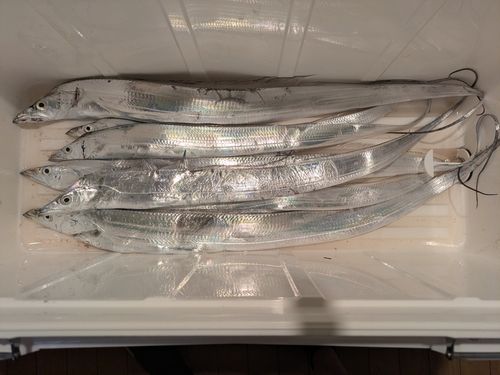タチウオの釣果
