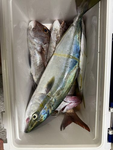 メジロの釣果
