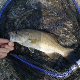 スモールマウスバス