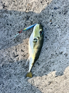 フグの釣果