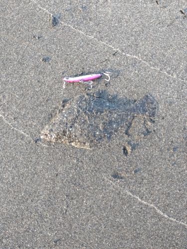 ソゲの釣果