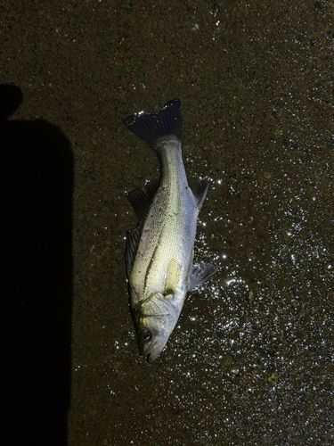 セイゴ（マルスズキ）の釣果