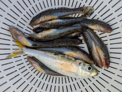 マハゼの釣果