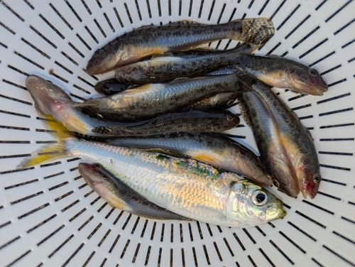 マハゼの釣果