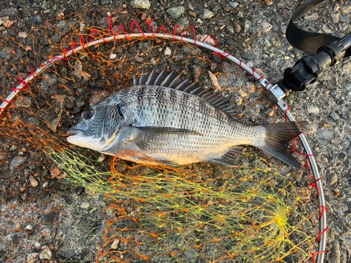 クロダイの釣果