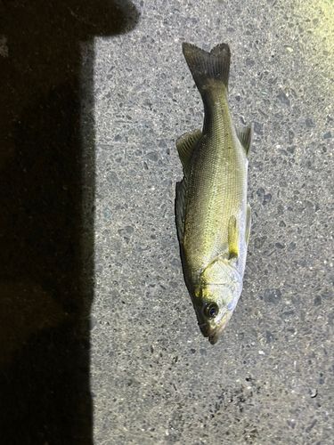 セイゴ（マルスズキ）の釣果