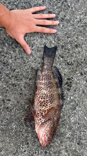 オオモンハタの釣果