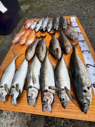 アジの釣果