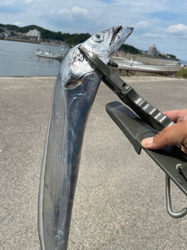 タチウオの釣果