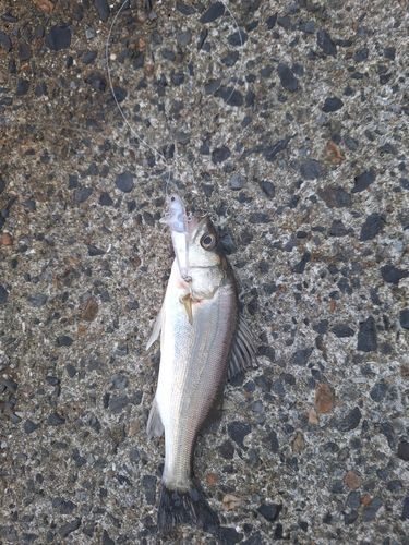 セイゴ（マルスズキ）の釣果