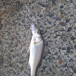 セイゴ（マルスズキ）