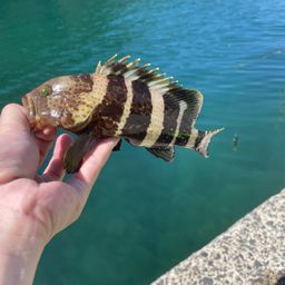 チヌ